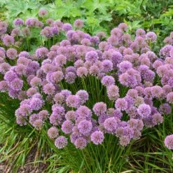 Allium Millenium -High country gradens allium millenium 3