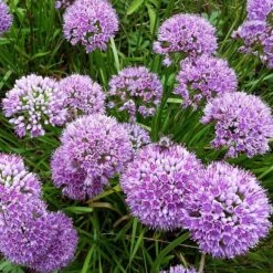 Allium Millenium -High country gradens allium millenium bee2