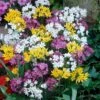 Rainbow Fireworks Allium Mix -High country gradens allium rainbow mix 1