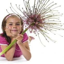 Stranger Than Fiction Flower Bulb Collection 13 Stranger Than Fiction Flower Bulb Collection -High country gradens allium schubertii kid cropped 2