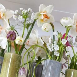 Allium Neapolitanum 8 Allium Neapolitanum -High country gradens allium neapolitanum 1