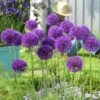 Endless Allium Bulb Collection -High country gradens allium purple sensation 2