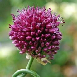Drumstick Allium -High country gradens allium sphaerocephalon 14452 4 web