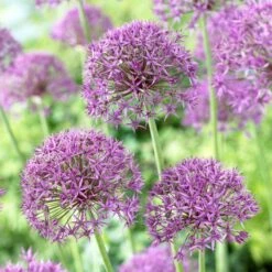 Violet Beauty Allium -High country gradens allium violet beaut 2 cropped