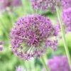 Violet Beauty Allium 2 Violet Beauty Allium -High country gradens allium violet beaut 3 cropped
