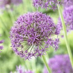 Endless Allium Bulb Collection 9 Endless Allium Bulb Collection -High country gradens allium violet beauty 2