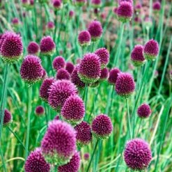 Drumstick Allium -High country gradens alliumdrumsticks3 1