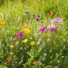 Dry Area Wildflower Seed Mix -High country gradens allysum cosmos coreopsis red poppy meadow