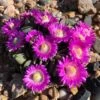 Hardy Living Stone (Aloinopsis) -High country gradens aloinopsis spathulata pr1