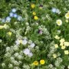 Alternative Lawn Wildflower Seed Mix -High country gradens alternative lawn wildflower seed mix 6 1