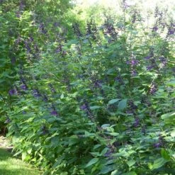 Amistad Salvia -High country gradens amistad salvia 4