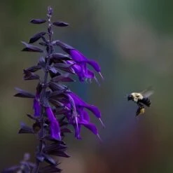 Amistad Salvia -High country gradens amistad salvia 5