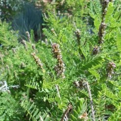 Dwarf Leadplant (Amorpha) -High country gradens amorpha nana denver botanic