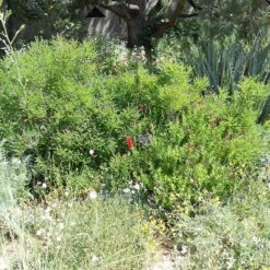 Dwarf Leadplant (Amorpha) -High country gradens amorpha nana denver botanic fullplant