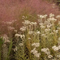 Watershed Wise Pre-Planned Garden -High country gradens anaphalis sq