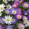 Anemone Blanda Mix -High country gradens anemone blanda grecian windflower blanda mix 1