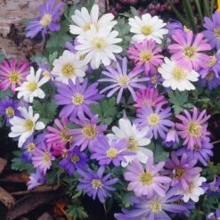 Anemone Blanda Mix -High country gradens anemone blanda grecian windflower mix garden