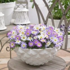 Anemone Blanda Mix -High country gradens anemone blanda grecian windflower mix in pot