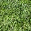Annual Rye Grass Seeds -High country gradens annual rye grass