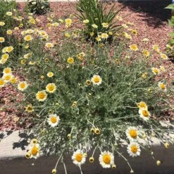 Susanna Mitchell Marguerite Daisy (Anthemis) -High country gradens anthemis susanna pr