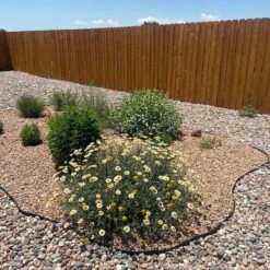 Susanna Mitchell Marguerite Daisy (Anthemis) -High country gradens anthemis susanna pr2