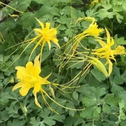 Fabulous Flowers & Foliage Shade Pre-Planned Garden -High country gradens aquilegia aff longissima swallow