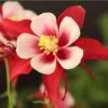 Red Hobbit Columbine 2 Red Hobbit Columbine -High country gradens aquilegia caerulea red hobbit 1 2