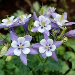 Rocky Mountain Columbine -High country gradens aquilegia caerulea rocky mountai