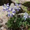 Rocky Mountain Columbine -High country gradens aquilegia coerulea 1 1