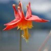 Arizona Columbine -High country gradens aquilegia desertorum 1 1