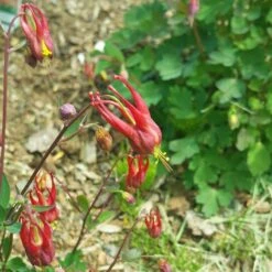 Little Lanterns Columbine -High country gradens aquilegia little lanterns cropped 5 1