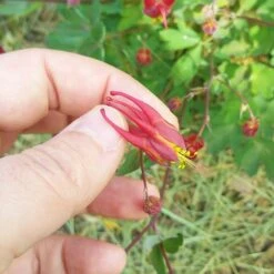 Little Lanterns Columbine -High country gradens aquilegia little lanterns cropped close up 1 1