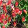 Little Lanterns Columbine -High country gradens aquilegia little lanterns jf 2