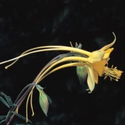 Swallowtail® Columbine -High country gradens aquilegia species swallowtail 20822 2 web 1