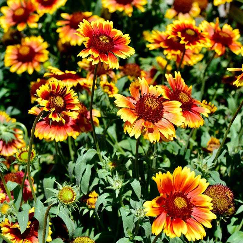 Arizona Sun Gaillardia 6 Arizona Sun Gaillardia - Image 4