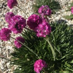 Rock Garden Collection -High country gradens armeria maritima