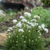 Morning Star White Armeria 2 Morning Star White Armeria -High country gradens armeria maritima morning star white garden