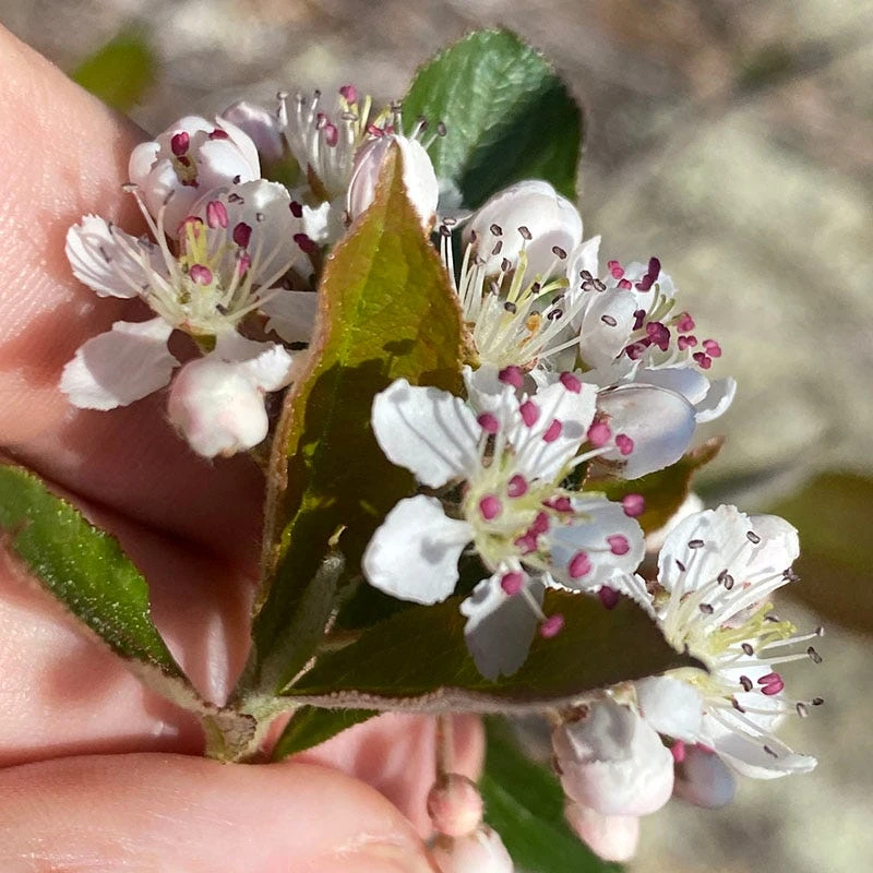 Viking Black Chokeberry (Aronia) 5 Viking Black Chokeberry (Aronia) - Image 3