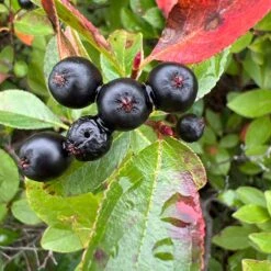 Viking Black Chokeberry (Aronia) 10 Viking Black Chokeberry (Aronia) -High country gradens aronia melanocarpa 2