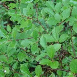 Viking Black Chokeberry (Aronia) 11 Viking Black Chokeberry (Aronia) -High country gradens aronia melanocarpa 3