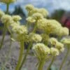 Arrowleaf Buckwheat -High country gradens arrowleaf buckwheat eriogonum compositum flowers