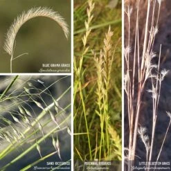 Western Trails Native Grass Seed Mix -High country gradens artboard 1 80