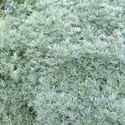 Powis Castle Artemisia 10 Powis Castle Artemisia -High country gradens artemisia powis castle close denver botanic
