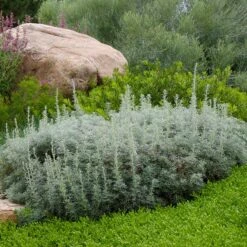 Drought Resistant Groundcover Collection -High country gradens artemisia versicolor sea foam david winger plant select
