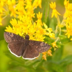 Hello Yellow Butterfly Weed -High country gradens asclepias hello yellow milkweed blooms