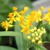 Hello Yellow Butterfly Weed 2 Hello Yellow Butterfly Weed -High country gradens asclepias hello yellow milkweed