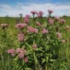 Rose Swamp Milkweed -High country gradens asclepias incarnata 1