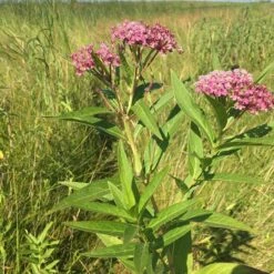 Rose Swamp Milkweed -High country gradens asclepias incarnata 3