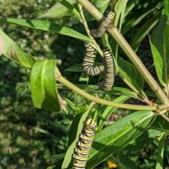 Rose Swamp Milkweed -High country gradens asclepias incarnata 4