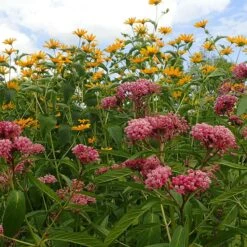 Rose Swamp Milkweed -High country gradens asclepias incarnata 5